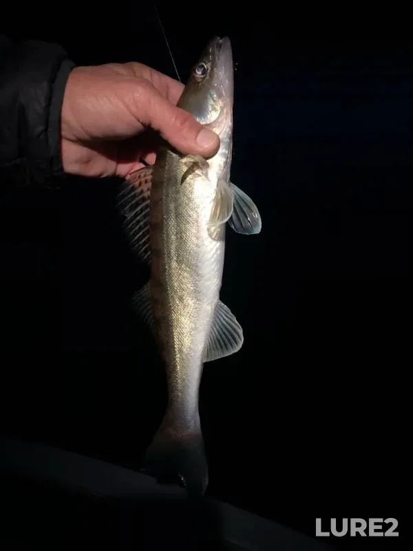 Zander — Volga, Sep 02, 2019