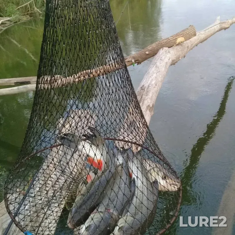 Chub — Samara, Sep 01, 2019