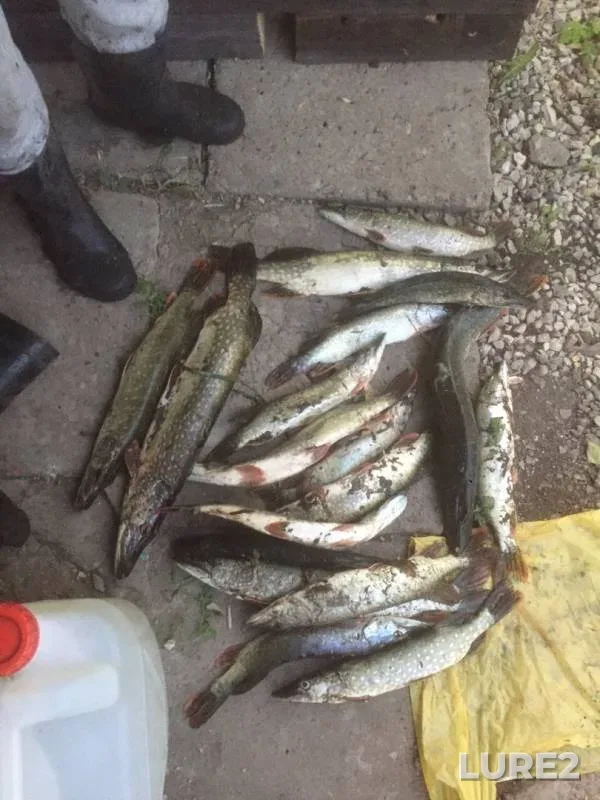 Pike — Chernovskoye, Aug 31, 2019