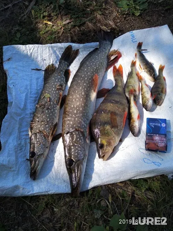 Perch, Pike — Lebyazhye, Aug 30, 2019