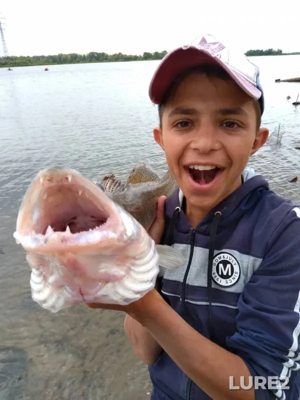 Zander — Samara, Aug 20, 2019