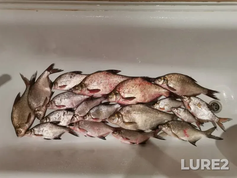 Bream, White bream — Samara, Aug 18, 2019