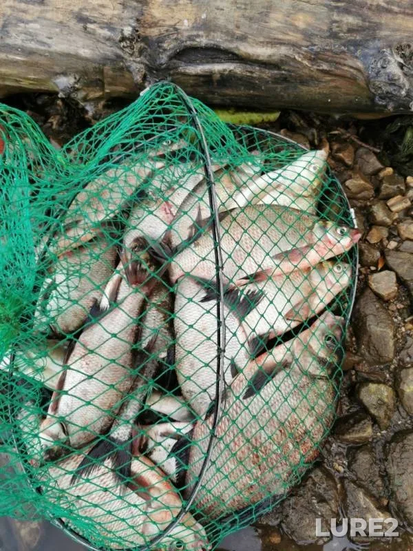 Bream — Samara, Aug 18, 2019