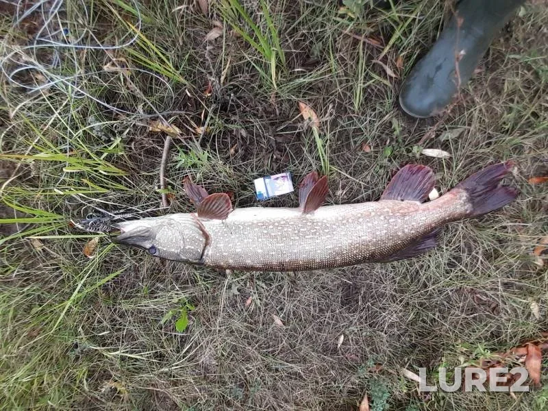 Pike — Bolshoy Irgiz, Aug 12, 2019