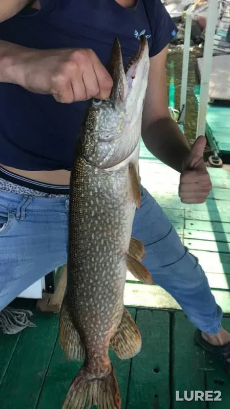 Pike — Volga, Aug 11, 2019
