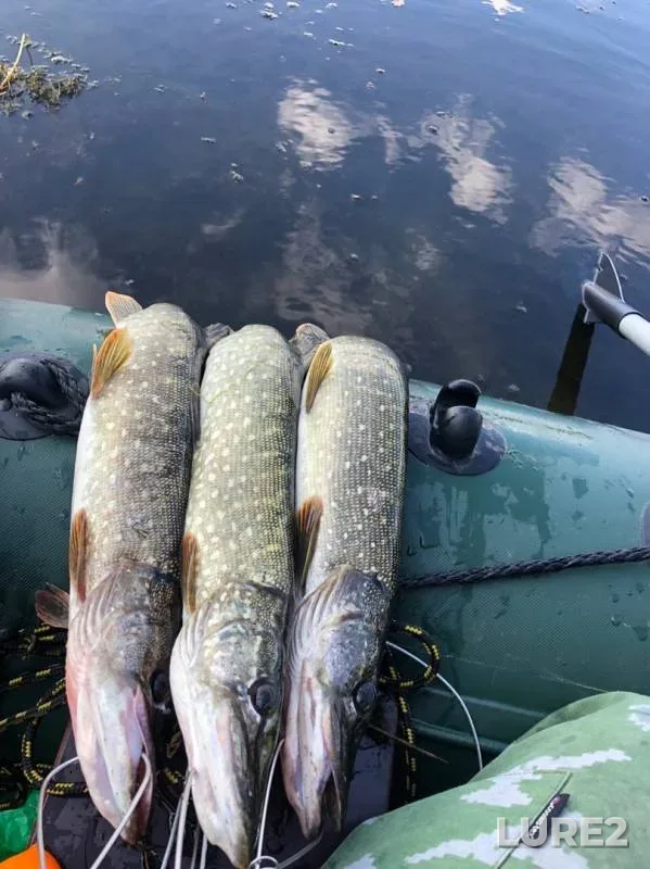 Pike — Lugovoy ruchey, Sep 11, 2019