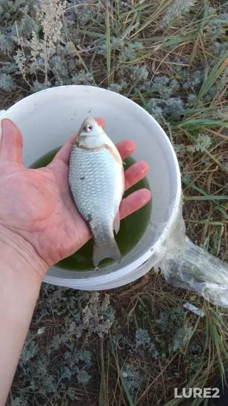 Crucian carp — Samarskaya oblast, Sep 11, 2019