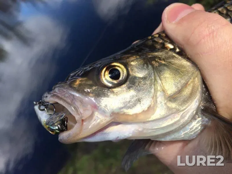 Chub, Perch — Orel, Apr 25, 2017