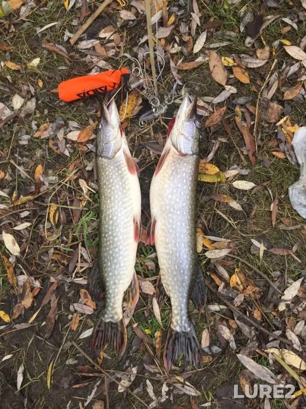 Pike — Dvubratnoye, Oct 13, 2019