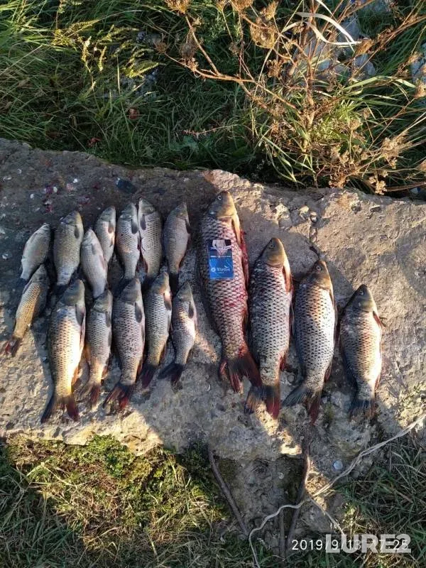 Wels catfish, Crucian carp — Angelinnkiy kanal, Sep 13, 2019