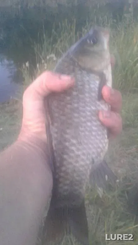 Crucian carp — Kuybyshevskiy obvodnitelno-orositelnyy kanal, Sep 15, 2019