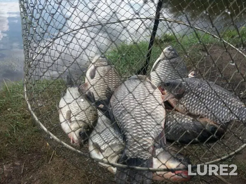 Crucian carp — Ulyanovskaya oblast, Sep 16, 2019