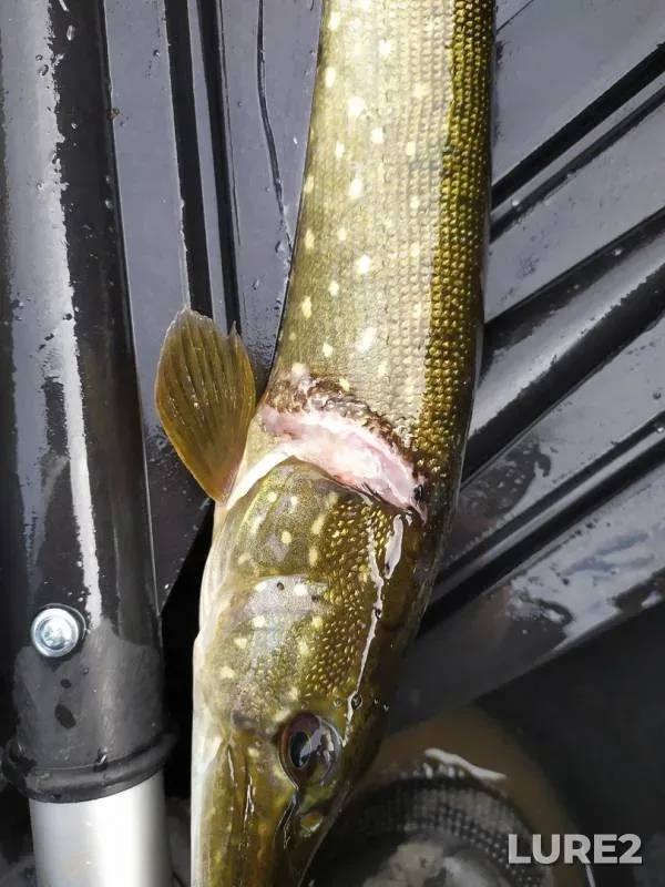 Pike — Samara, Sep 20, 2019