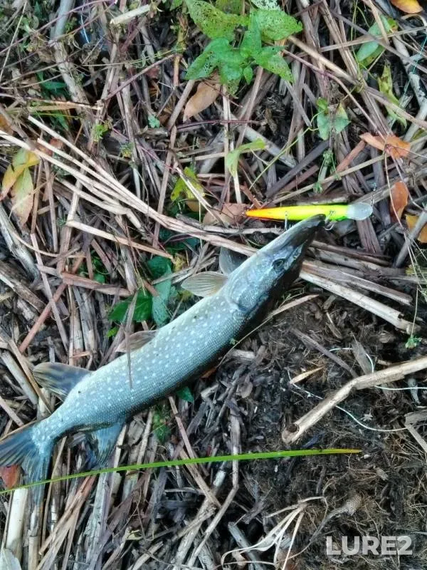 Pike — Samarskaya oblast, Privolzhskiy rayon, Sep 20, 2019