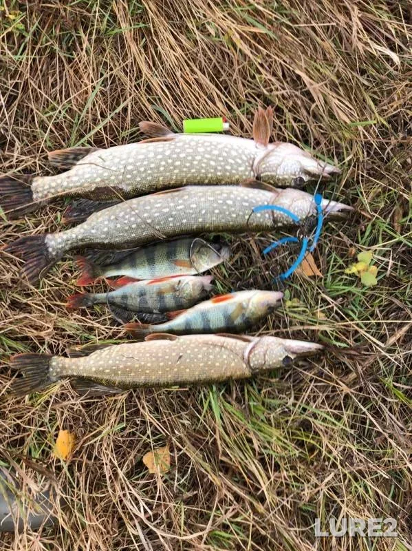 Perch, Pike — Rubezhnoye, Sep 21, 2019