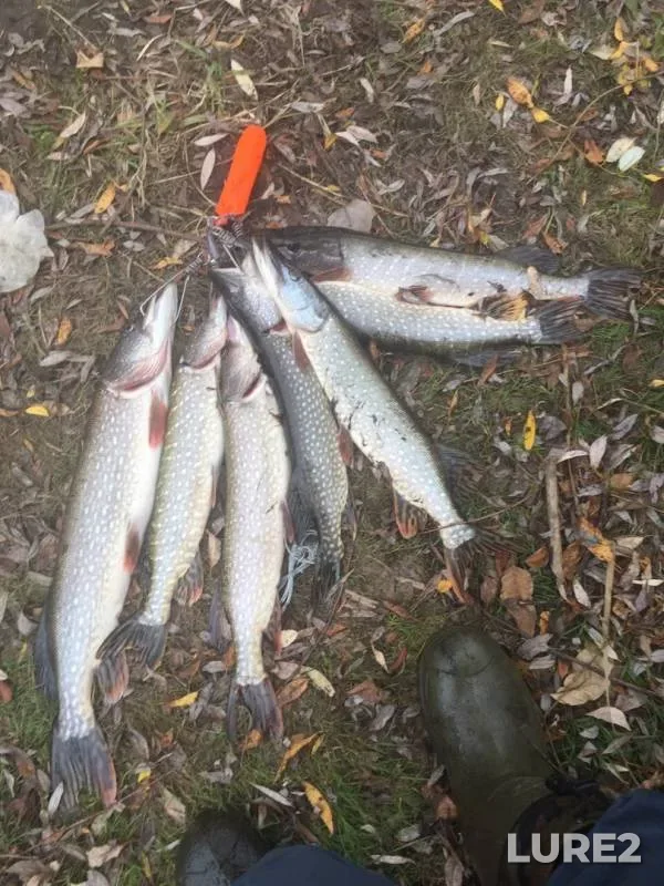 Pike — Dvubratnoye, Oct 21, 2019