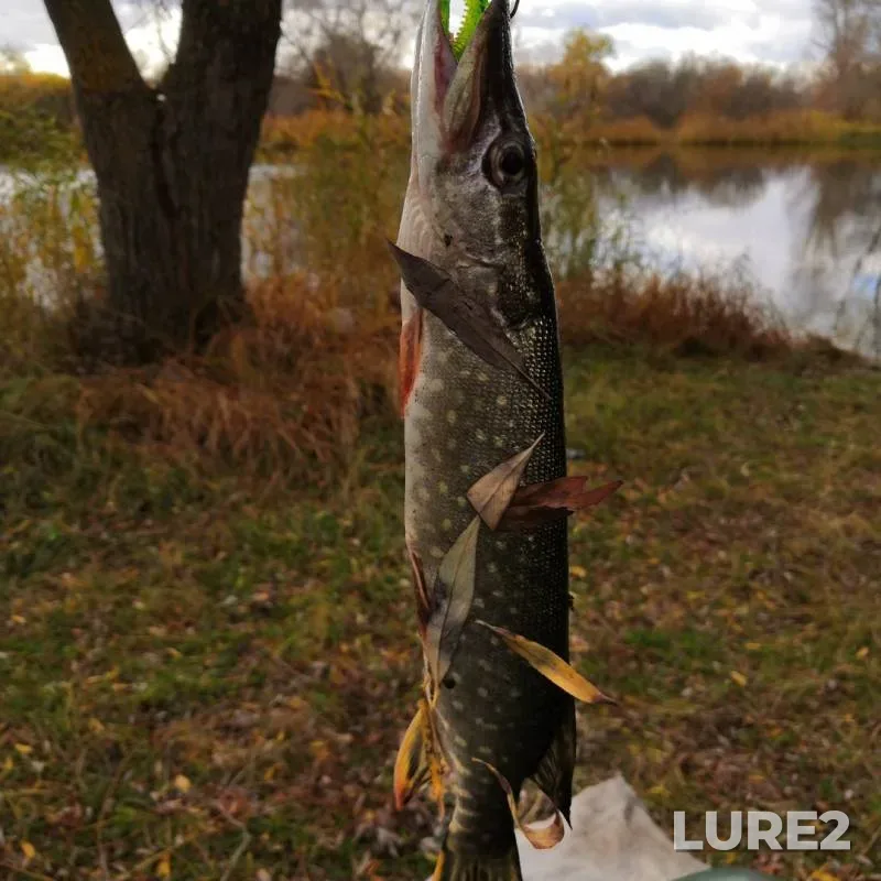 Bream, Pike — Chagra, Oct 14, 2019