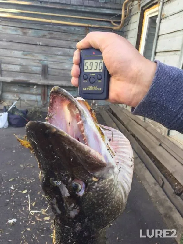 Pike — Dvubratnoye, Oct 06, 2019