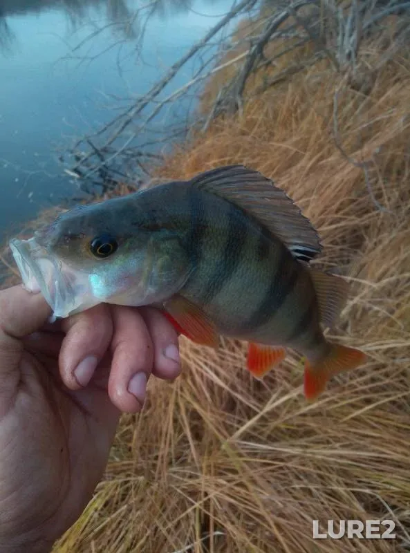 Perch, Pike — Tayma, Oct 12, 2019