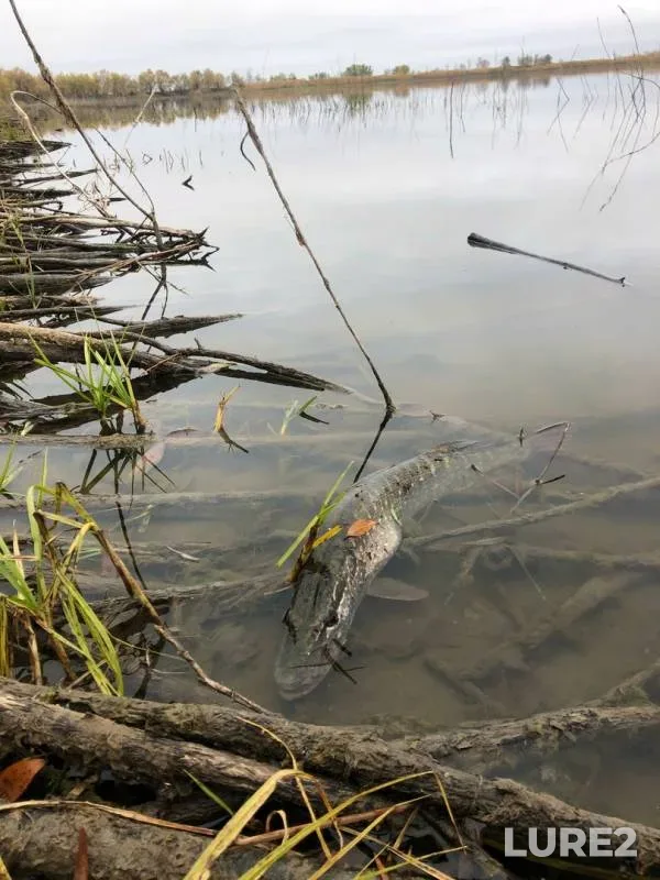 Pike — Samarskaya oblast, Oct 03, 2019