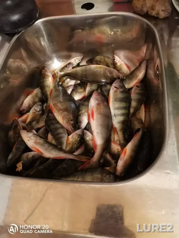 Perch — Malaya Tereshka, Sep 29, 2019