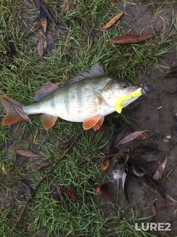 Perch — Tabola, Oct 26, 2019