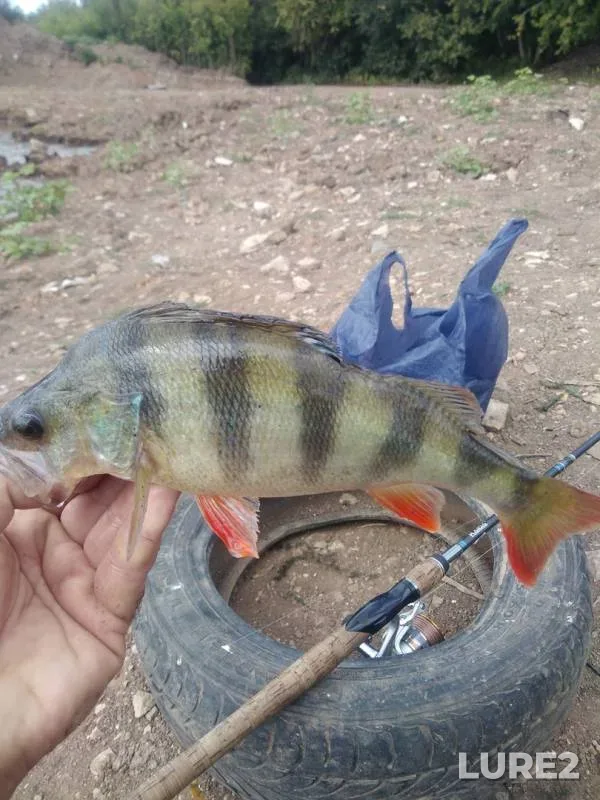 Perch — Samara, Nov 01, 2019