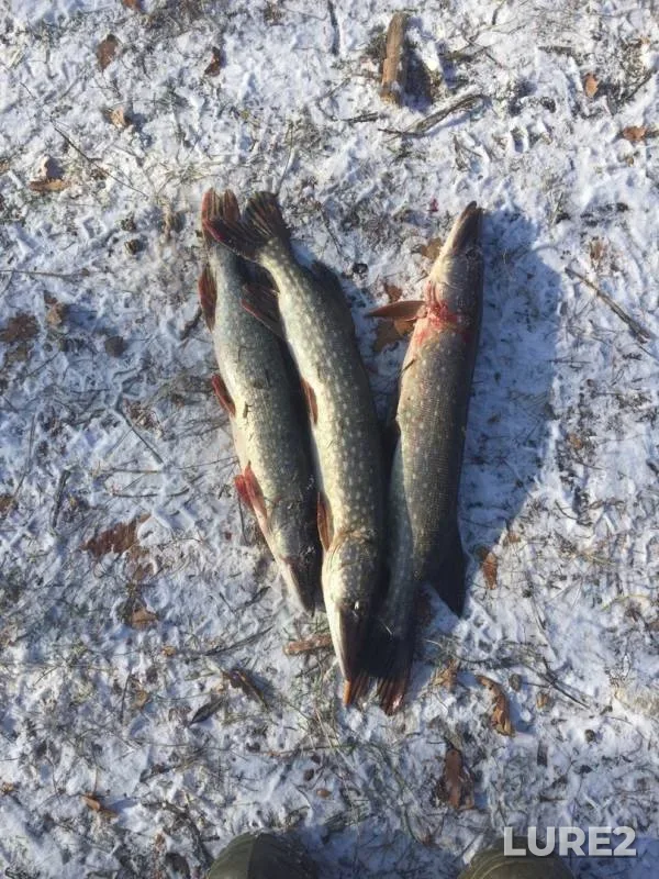 Pike — Dvubratnoye, Nov 02, 2019