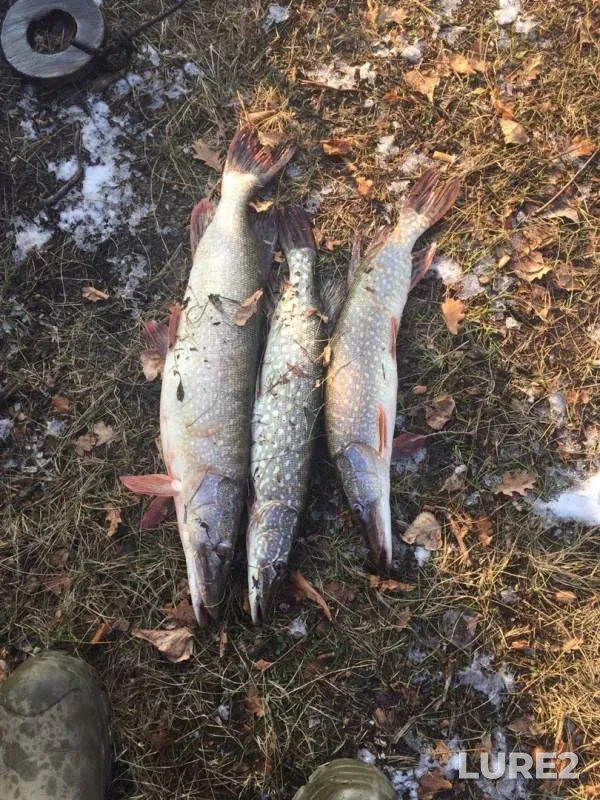 Pike — Dvubratnoye, Nov 03, 2019