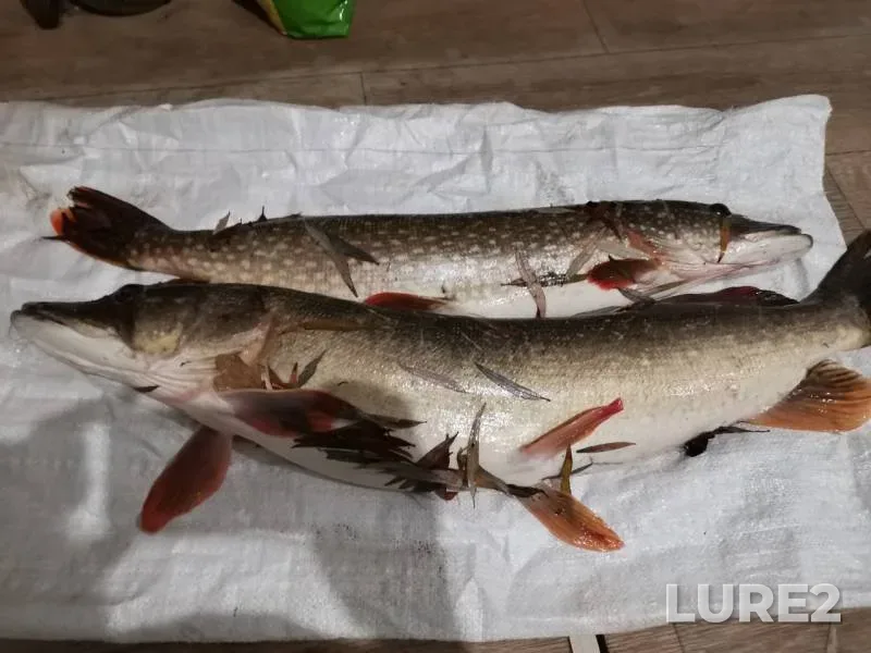 Pike — Samarskaya oblast, Nov 11, 2019