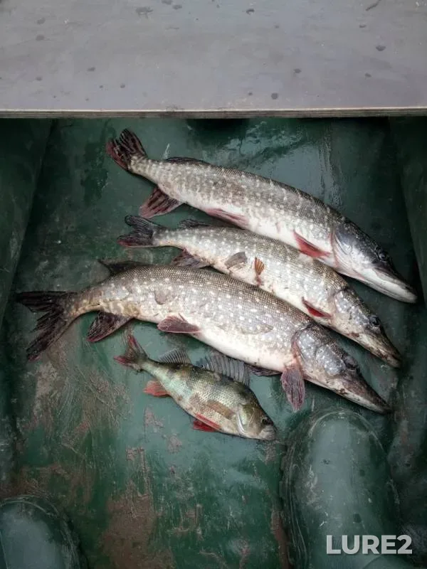 Perch, Pike — Samara, Nov 15, 2019