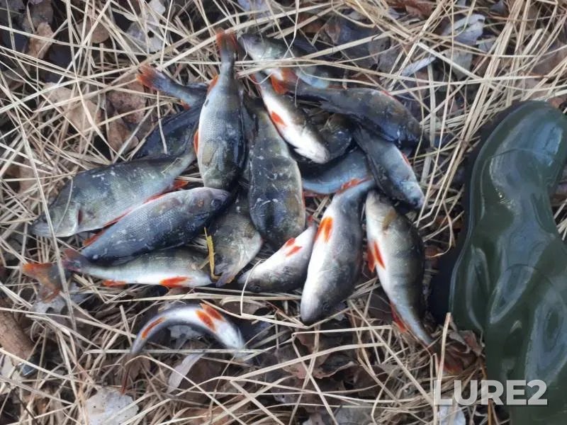 Perch — Karasyovo, Nov 16, 2019