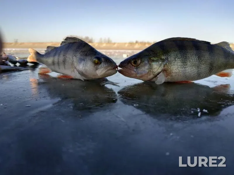 Perch, Roach — Chernovskoye, Nov 22, 2019