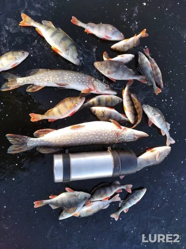 Perch, Pike — Tatyanka, Nov 23, 2019