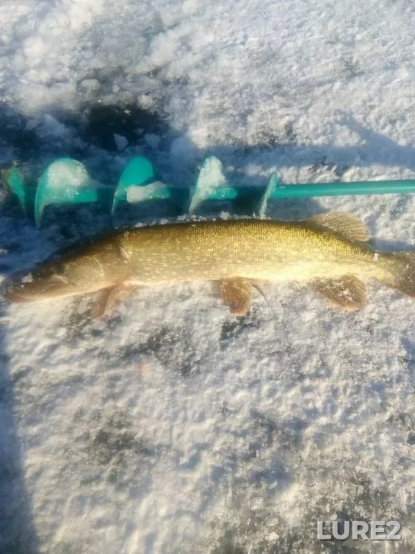 Pike — Samarskaya oblast, Krasnoyarskiy rayon, Nov 24, 2019