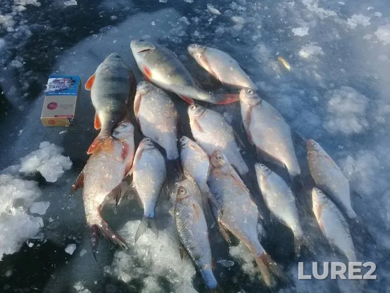 Perch, White bream — Chernovskoye, Nov 28, 2019