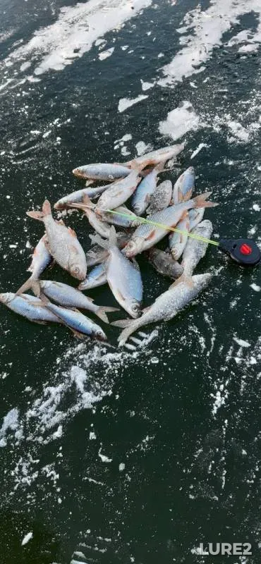 Perch, Roach — Samara, Nov 28, 2019