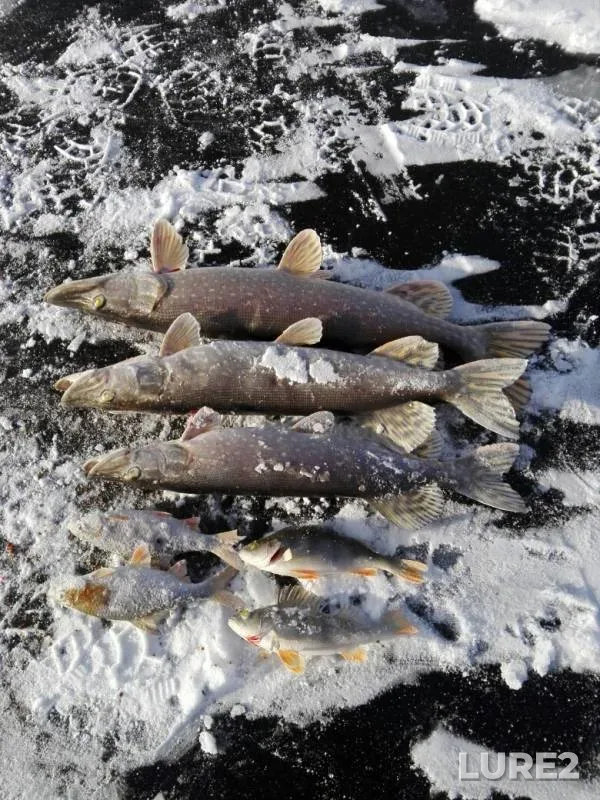Perch, Pike — Samarskaya oblast, Nov 28, 2019