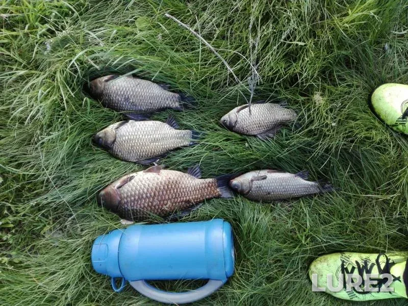 Crucian carp — Dnіpropetrovska oblast, May 10, 2017