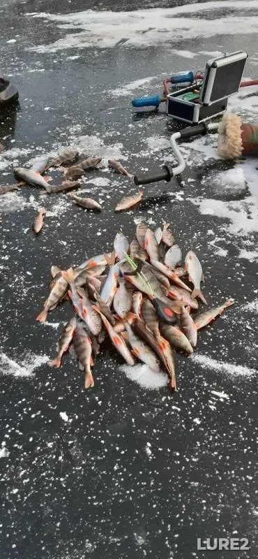Perch, Roach — Lebyazhye, Nov 29, 2019