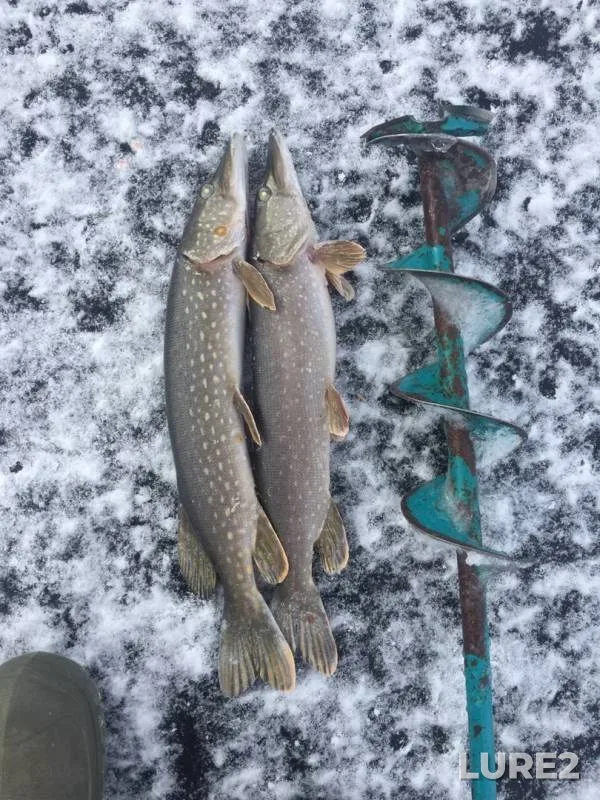 Pike — Lugovoy ruchey, Nov 29, 2019