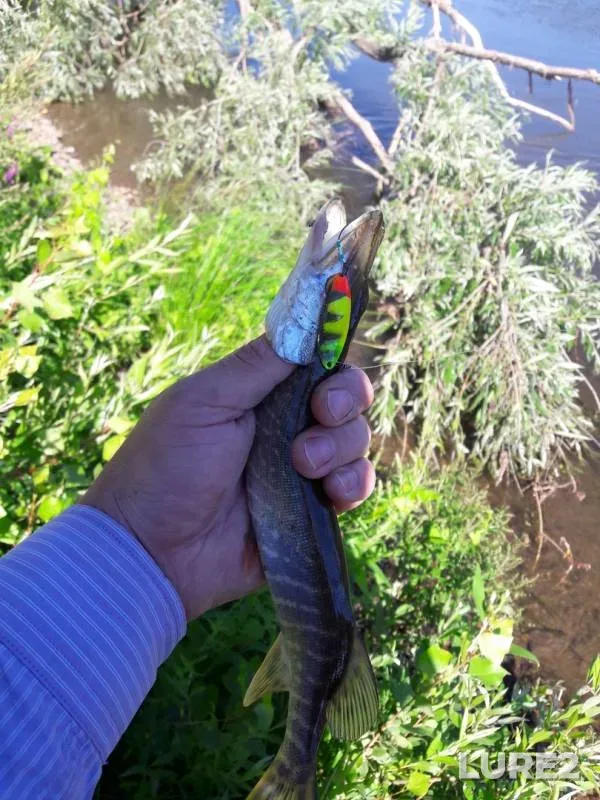 Chub, Perch — Zhayyқ - Ural, Jul 30, 2018