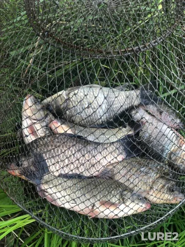Crucian carp — Nizhegorodskaya oblast, Jul 14, 2019