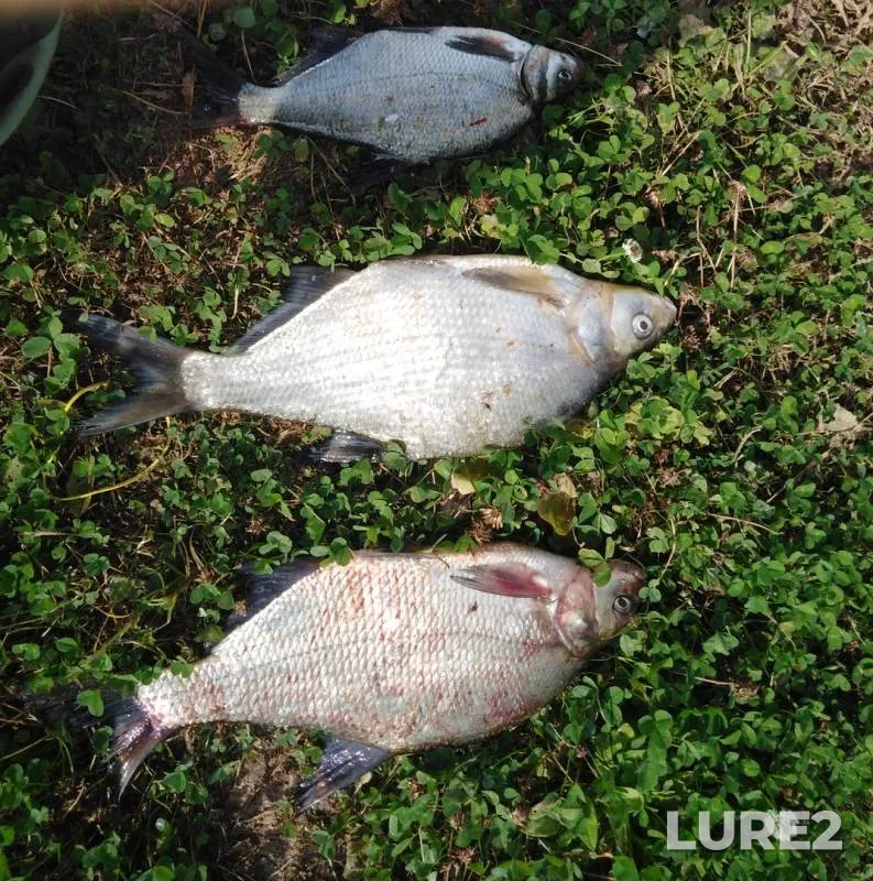 Bream — Nizhegorodskaya oblast, Aug 15, 2019