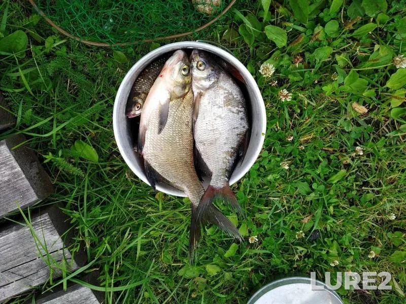 Bream, Roach — Siverskoye, Jul 28, 2019