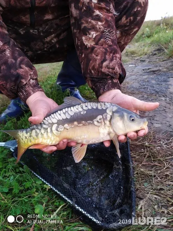 Carp — Malyy Tsivil, Sep 23, 2019