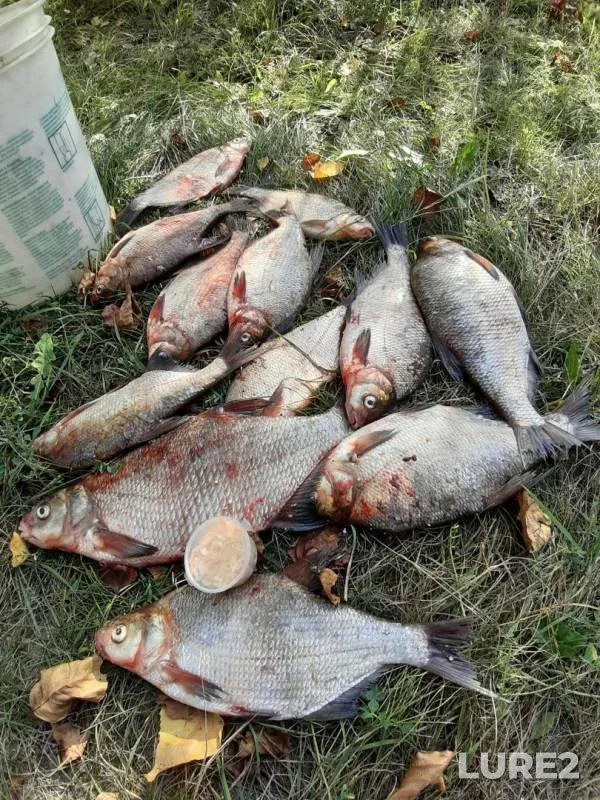 Bream — Volga, Sep 14, 2019