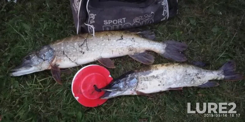 Pike — Chuvashskaya Sorma, Sep 14, 2019