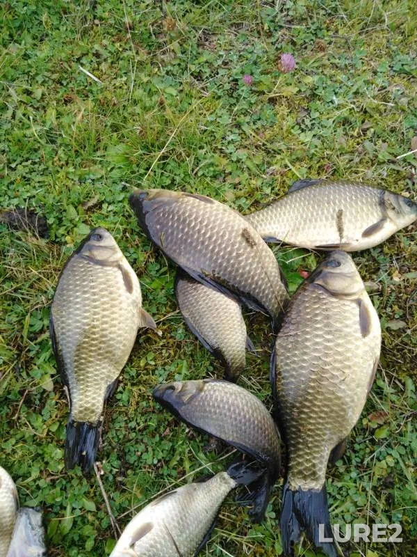Crucian carp — Respublika Chuvashiya, Sep 17, 2019