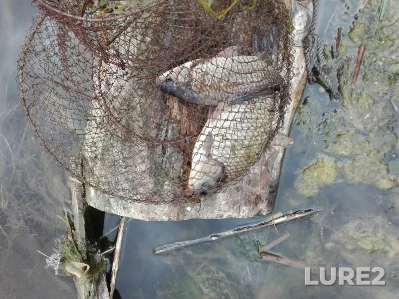 Crucian carp — Dnіpropetrovska oblast, May 13, 2017